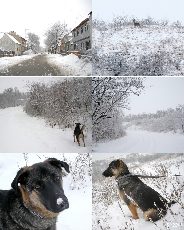 2010-01-18 ND morgens 1x6 Kalvarienbergstrasse + Spaziergang mit Bongo im Schnee