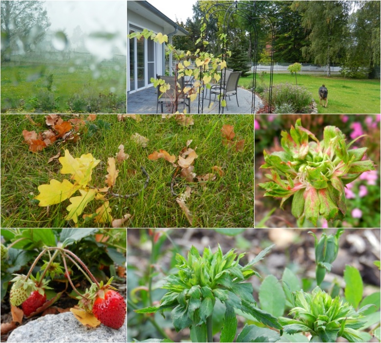 2011-10-07 LüchowSss Garten (1x6) Regen + Bomgo + Wein + Eichenlaub + GrüneRose RosaViridiflora + Walderdbeeren