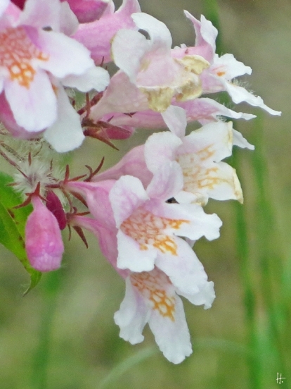 Kolkwitzie oder auch 'Perlmuttstrauch', Kolkwitzia amabilis