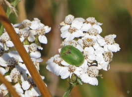 Grüner Schildkäfer (Cassida viridis) auf Schafgarbe