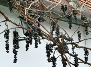 2014-02-23 Ausflug zum Balaton CIMG1908 Tihany Weintrauben
