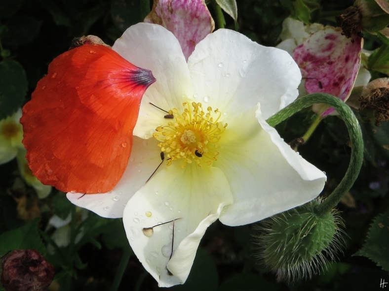 2015-06-26 LüchowSss Garten 095 Rose Kew Gardens+Mohnblütenblatt