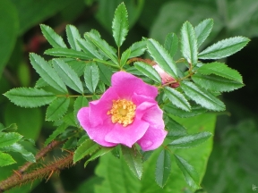 2015-06-27 LüchowSss Garten 030 Glanzrose (Rosa nitida)
