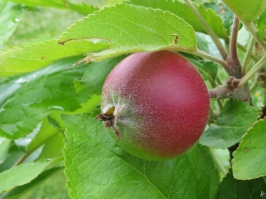 ‚Gravensteiner‘-Äpfelchen (Malus domestica)