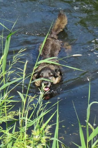 2016-06-04 bLüchow (68) Bongo schwimmt
