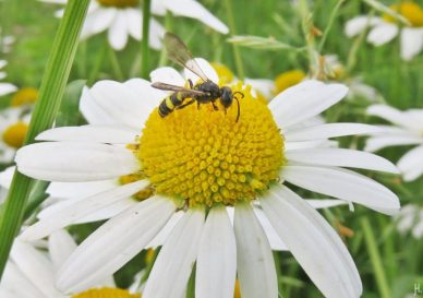 2016-06-04 LüchowSss Garten Margeriten (25) kleine Wespe (vermutl. Blattwespe)