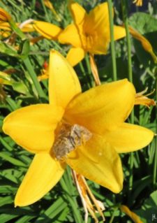 Eulenfalter Noctuidae in gelber Taglilie Hemerocallis