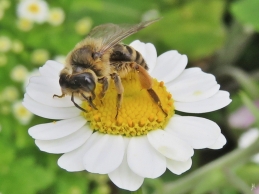 2016-06-13 LüchowSss Garten (45) Biene+Mutterkraut