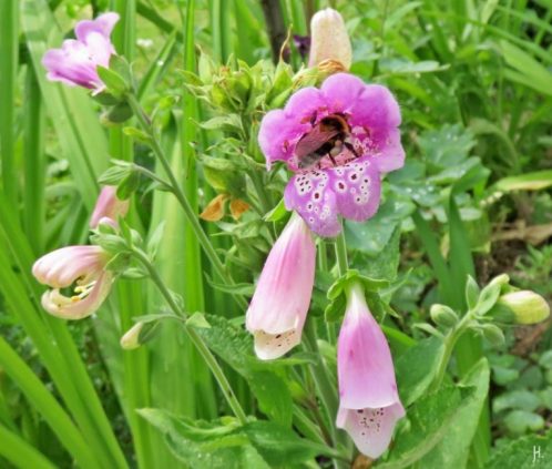 2016-06-13 LüchowSss Garten (69) Fingerhut (Digitalis purpurea) mit Pelorienbildung+Hummel