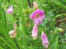 2016-06-13 LüchowSss Garten (70) Fingerhut (Digitalis purpurea) mit Pelorienbildung