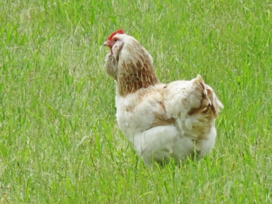 2016-06-30 Kukate Hühner (2) seltene Rasse ' Deutsches Lachshuhn' (Gallus gallus domesticus) Henne
