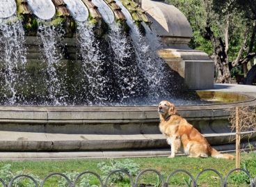 2017-04-12_5 MADRID-Urlaub (67) Plaza de España - Monumento a Cervantes - mit Hund am Brunnen
