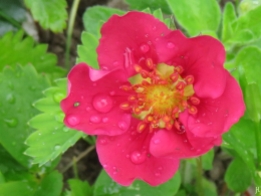 2017-05-16 LüchowSss Garten (11) Pinkfarbene Erdbeere 'Camara'