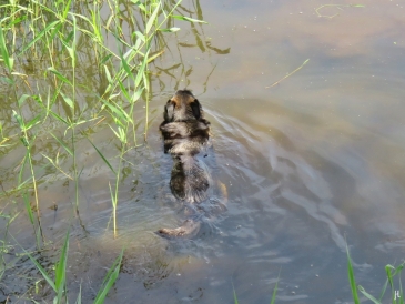 Bongo schwimmt eine Runde im Königshorster Kanal, bevor es weitergeht.
