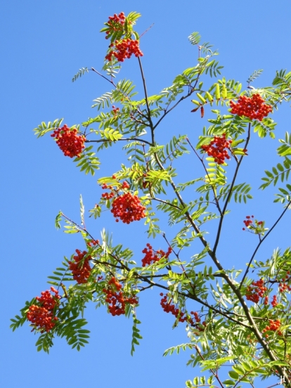 Eberesche (Sorbus aucuparia), mit reifenden Beeren