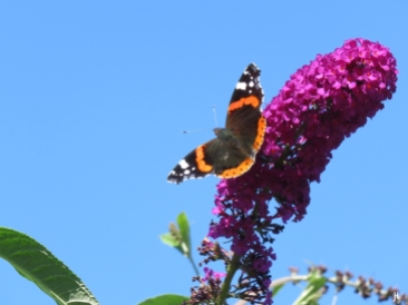 Admiral (Vanessa atalanta) auf purpurn blühendem Schmetterlingsflieder (Buddleija davidii)