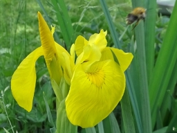 2018-05-24 LüchowSss Garten Sumpf-Schwertlilie ( (Iris pseudacorus) (3) abfliegende Ackerhummel (Bombus pascuorum)