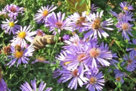 2018-10-17 LüchowSss Garten Belgische Glattblattastern (3) mit drei Honigbienen
