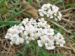 2018-10-26 LüchowSss in der Feldmark (3) Wiesenschafgarbe (Achillea millefolium)