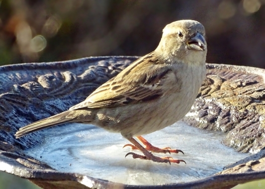 2019-02-27 LüchowSss Garten (5) weiblicher Haussperling (Passer domesticus) auf vereister Vogeltränke
