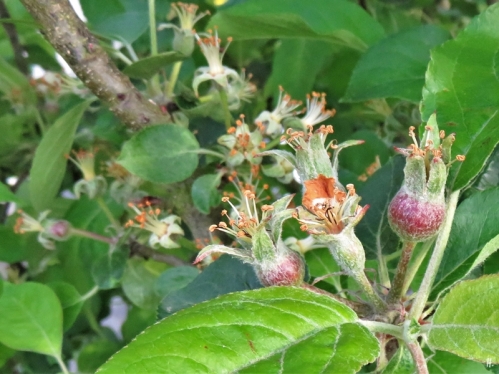2019-05-10 LüchowSss Garten Rundgang Abend (46) Apfelblüten-Fruchtansätze (Malus domestica)