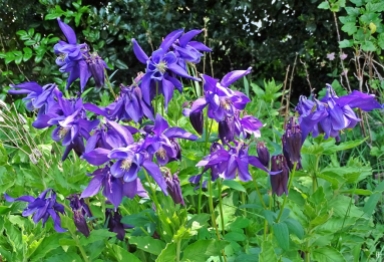 2019-05-18 LüchowSss Garten grossblütige violette Akelei (Aquilegia vulgaris) (1)