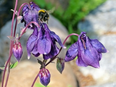 2019-05-18 LüchowSss Garten kleine rundliche violette Akelei (Aquilegia vulgaris) (7)