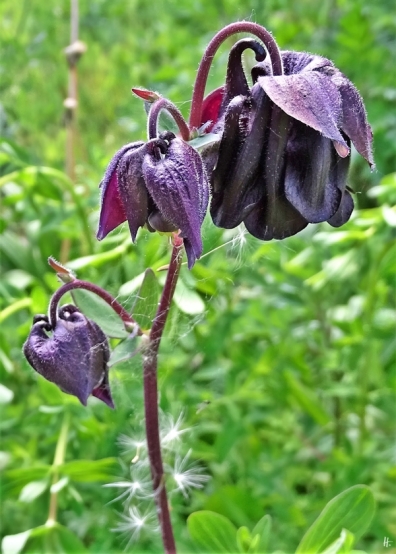 2019-05-18 LüchowSss Garten purpurnviolette Akelei (Aquilegia vulgaris) (5)