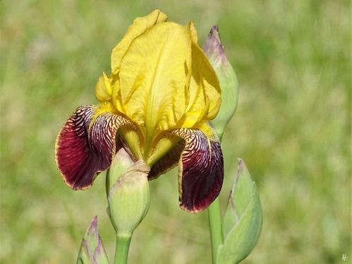 2019-05-19 LüchowSss Garten Heidruns Bartiris (Iris barbata) - 1. Blüte (5)