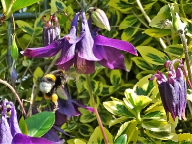 2019-05-19 LüchowSss Garten purpurviolette Akelei (Aquilegia vulgare) mit Dunkler Erhummel (Bombus terrestris) (1)