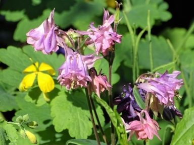 2019-05-19 LüchowSss Garten rosa Akelei (Aquilegia vulgare) (4)