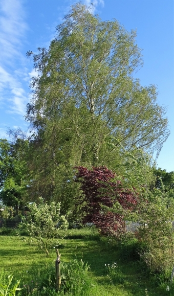 2019-05-22 LüchowSss Garten Blutpflaume (Prunus cerasifera) (1)