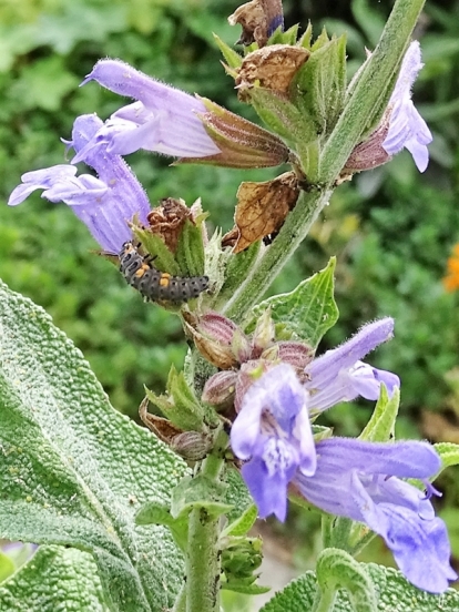 Asiatische-Marienkäferlarve (Harmonia axyridis) an Salbei (Salvia officinalis)