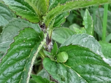 Grüner Schildkäfer (Cassida viridis) auf Grüner Minze (Mentha spicata)